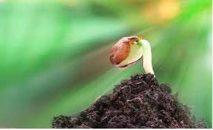 Nascent  - (especially of a process or organization) just coming into existence and beginning to display signs of future potential.