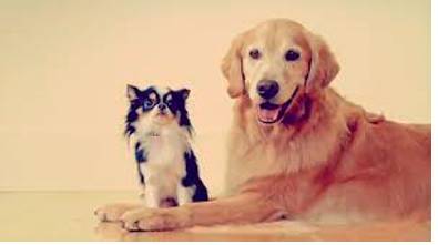 Juxtapose  - To put people or things together, especially in order to show a contrast or a new relationship between them.
