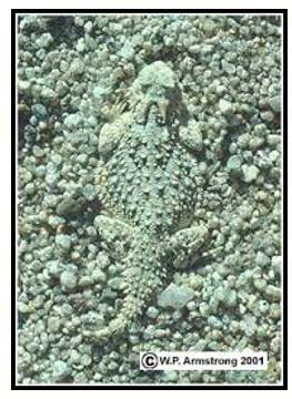 Camouflage  - Hide or disguise the presence of (a person, animal, or object) by means of camouflage.