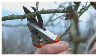 Prune  - Reduce the extent of (something) by removing superfluous or unwanted parts.