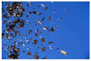 Flurry  - A sudden short period of activity or excitement.