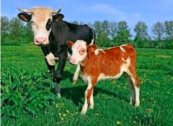 Progeny  - A descendant or the descendants of a person, animal, or plant.