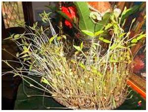 Etiolate  - Make (a plant) pale through lack of light.