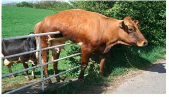Predicament  - A difficult, unpleasant, or embarrassing situation.