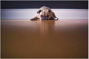 Reluctant  - Unwilling and hesitant.
