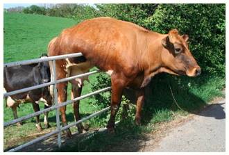 Predicament  - A difficult, unpleasant, or embarrassing situation.