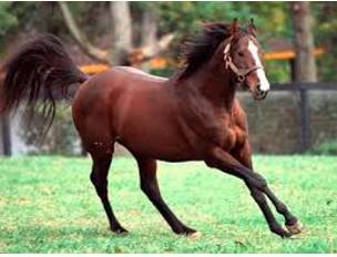 Unbridled  - Uncontrolled.