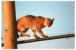 Gingerly  - In a careful or cautious manner.