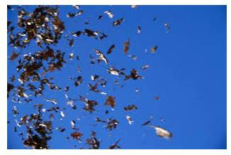 Flurry  - A sudden short period of activity or excitement.