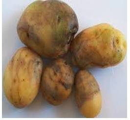 Blight  - Have a severely detrimental effect on.