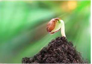 Nascent  - (especially of a process or organization) just coming into existence and beginning to display signs of future potential.