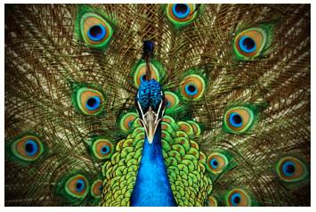 Brandish  - To show or make obvious something you are proud of in order to get admiration.
