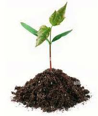 Burgeon - To begin to grow or develop rapidly.