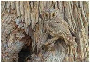 Camouflage - To hide somebody/something/yourself by making them/it/yourself look like the things around.