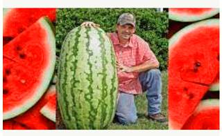 Enormous  - Extremely large.