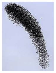 Flock - To go or gather together somewhere in large numbers.