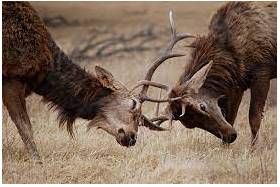 Tussle  - A short struggle, fight or argument especially in order to get something.
