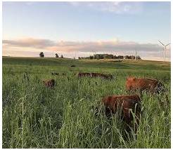 Graze  - To eat grass that is growing in a field