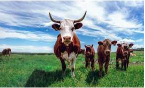 Livestock  - The animals kept on a farm, for example cows or sheep