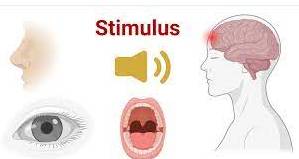 Stimulus  - Something that helps somebody/something to develop better or more quickly