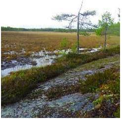 Mire  - An area of deep mud