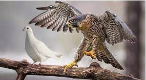 Hawkish  - preferring to use military action rather than peaceful discussion in order to solve a political problem
