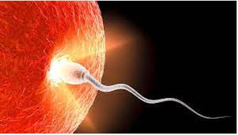 Conception  - An understanding or a belief of what something/somebody is or what something/somebody should be.