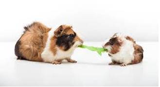 Contended  - To say that something is true, especially in an argument.