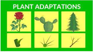 Adaptation  - The action or process of changing something, or of being changed, to suit a new purpose or situation.