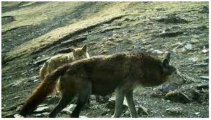 Depredation - An act that causes damage to people’s property, lives, etc.