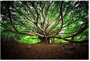 Abundance  - A large quantity that is more than enough.