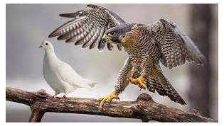 Hawkish  - preferring to use military action rather than peaceful discussion in order to solve a political problem