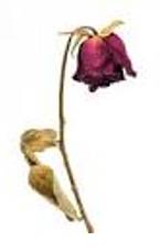 Wilt - (Of a plant, leaf, or flower) Become limp through heat, loss of water, or disease; droop