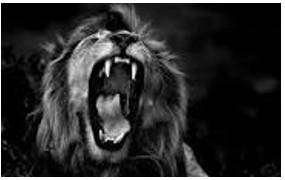 Roar - A full, deep, prolonged cry uttered by a lion or other large wild animal.