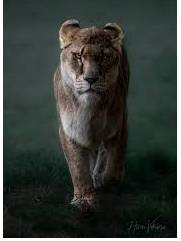 Fierce - Having or displaying an intense or ferocious aggressiveness.