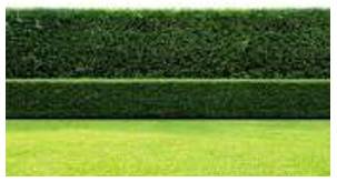 Hedge - A fence or boundary formed by closely growing bushes or shrubs.
