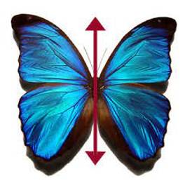 Bilateral - Having or relating to two sides; affecting both sides.