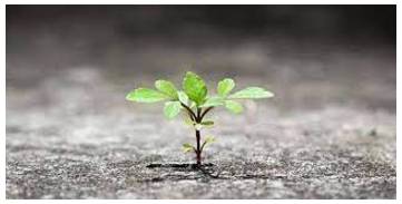 Flourish - Grow or develop in a healthy or vigorous way, especially as the result of a particularly congenial environment.