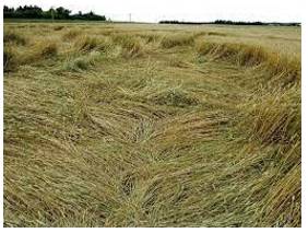 Lodged - Flattened by wind or rain.