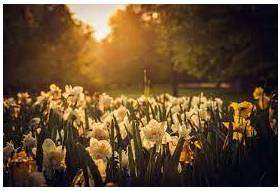 Blooms - A flower, especially one cultivated for its beauty