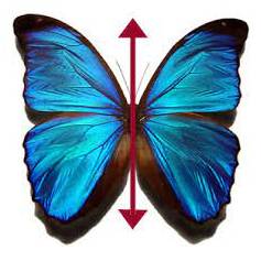 Bilateral - Having or relating to two sides; affecting both sides.