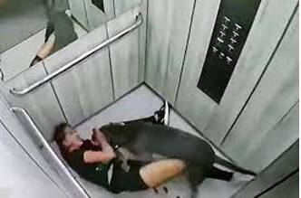 Mauled - Wound (a person or animal) by scratching and tearing.