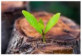 Emerges - Move out of or away from something and become visible.