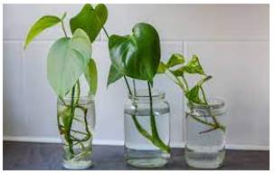 Propagated - Spread and promote (an idea, theory, etc.) widely.