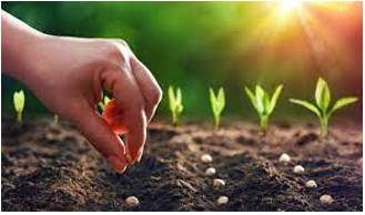 Sowing - Plant (seed) by scattering it on or in the earth.