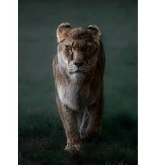 Fierce - Having or displaying an intense or ferocious aggressiveness.