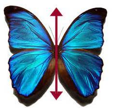 Bilateral - Having or relating to two sides; affecting both sides.