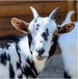 Spotted - Marked or decorated with spots.