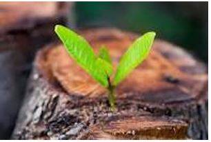 Emerged - Move out of or away from something and become visible.