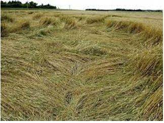 Lodges - Flattened by wind or rain.